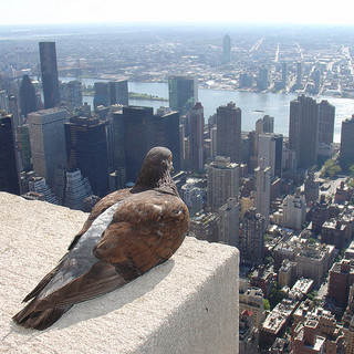 Empire State Pigeon