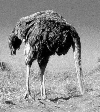 Ostrich with its head in the sand