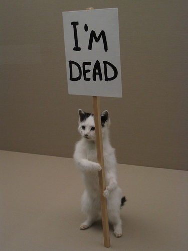 Cat: I'm dead